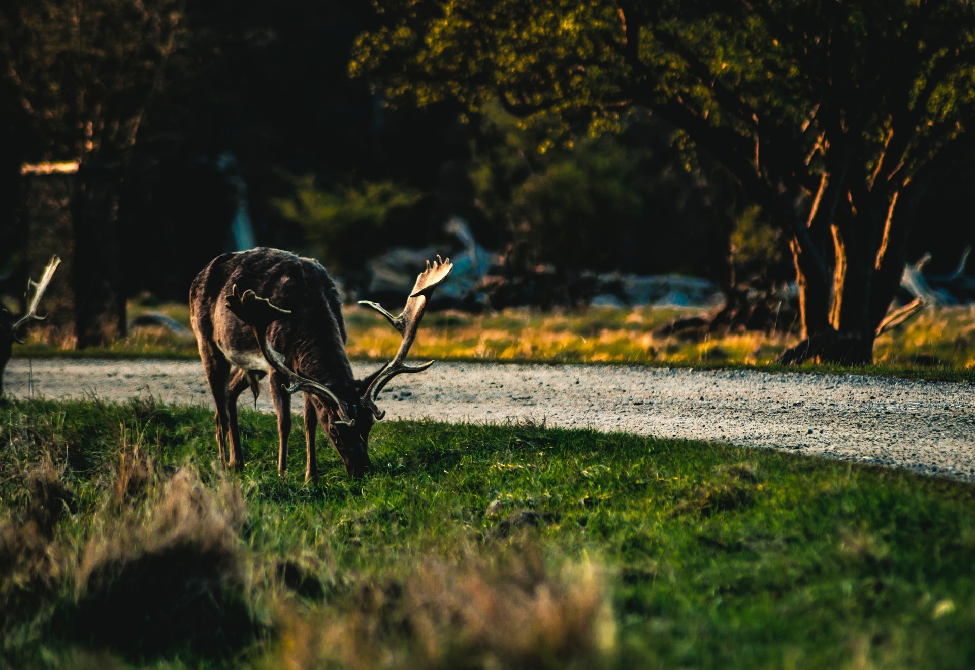 Red deer grazing in the forest